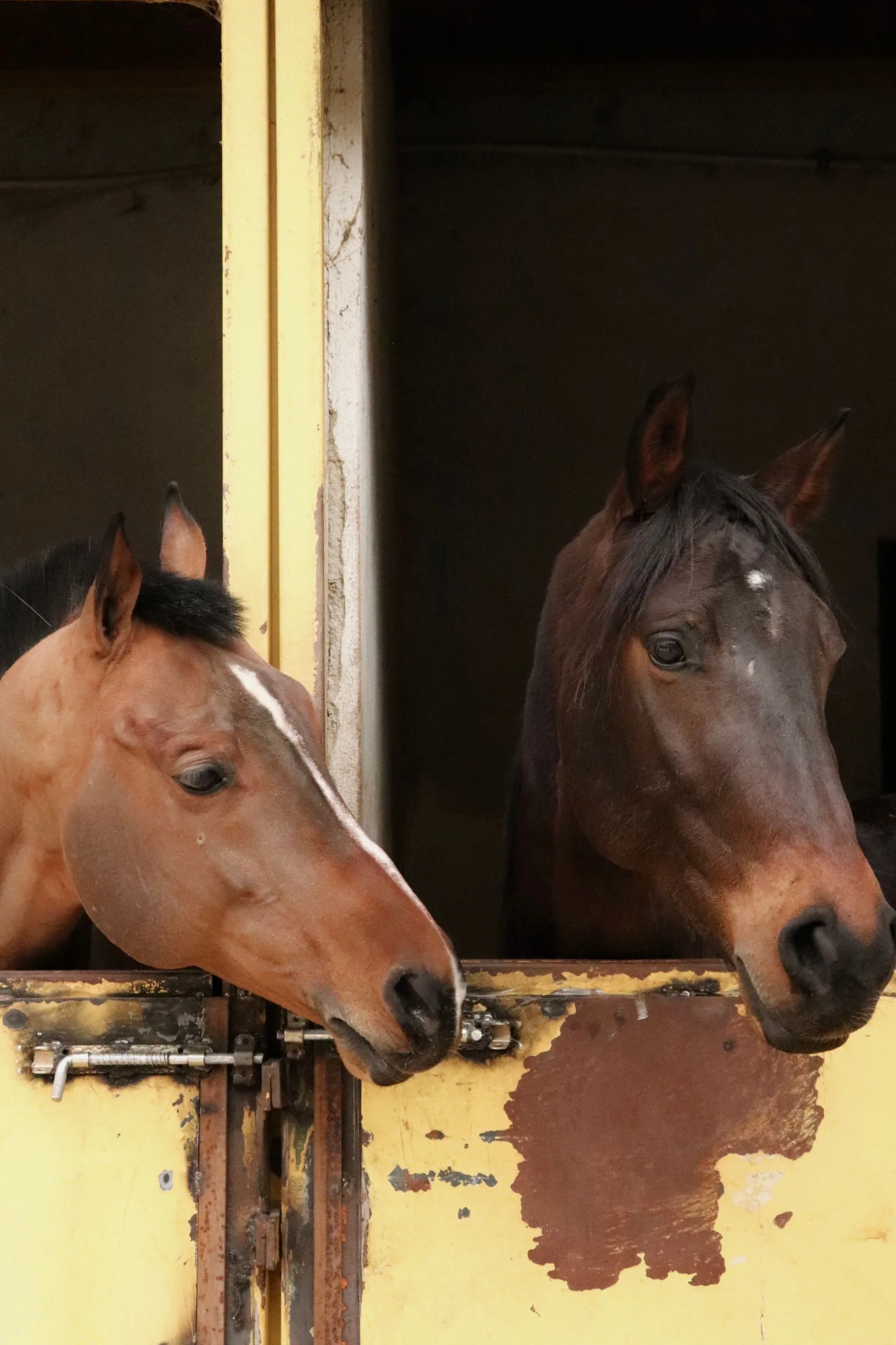 Two horses looking out of their stable doors